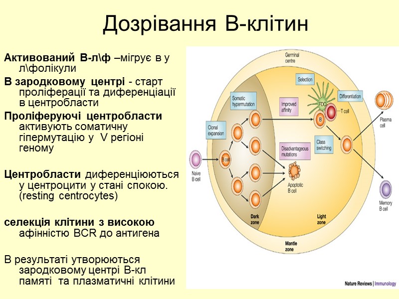 Дозрівання В-клітин  Активований В-л\ф –мігрує в у л\фолікули В зародковому центрі - старт
